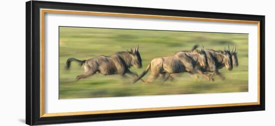 Wildebeests (Connochaetes Taurinus) Migration, Serengeti National Park, Tanzania-null-Framed Photographic Print