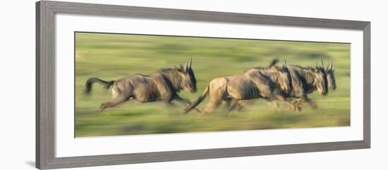 Wildebeests (Connochaetes Taurinus) Migration, Serengeti National Park, Tanzania-null-Framed Photographic Print