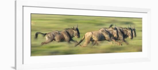 Wildebeests (Connochaetes Taurinus) Migration, Serengeti National Park, Tanzania-null-Framed Photographic Print