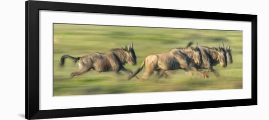 Wildebeests (Connochaetes Taurinus) Migration, Serengeti National Park, Tanzania-null-Framed Photographic Print