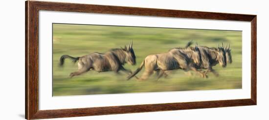 Wildebeests (Connochaetes Taurinus) Migration, Serengeti National Park, Tanzania-null-Framed Photographic Print