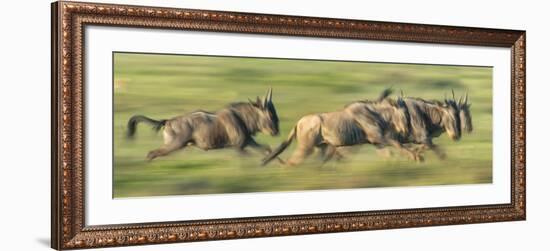 Wildebeests (Connochaetes Taurinus) Migration, Serengeti National Park, Tanzania-null-Framed Photographic Print