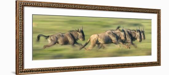 Wildebeests (Connochaetes Taurinus) Migration, Serengeti National Park, Tanzania-null-Framed Photographic Print