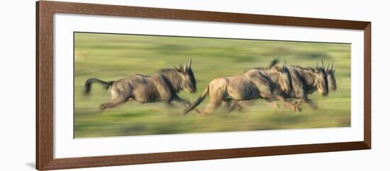 Wildebeests (Connochaetes Taurinus) Migration, Serengeti National Park, Tanzania-null-Framed Photographic Print