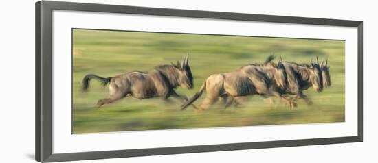 Wildebeests (Connochaetes Taurinus) Migration, Serengeti National Park, Tanzania-null-Framed Photographic Print