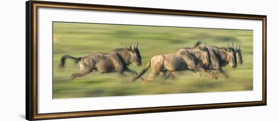 Wildebeests (Connochaetes Taurinus) Migration, Serengeti National Park, Tanzania-null-Framed Photographic Print