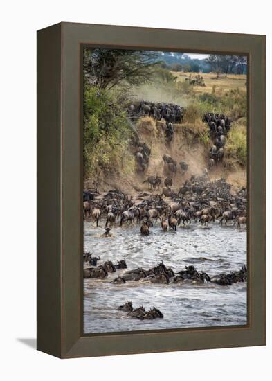 Wildebeests Crossing Mara River, Serengeti National Park, Tanzania-null-Framed Stretched Canvas