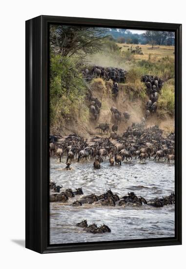 Wildebeests Crossing Mara River, Serengeti National Park, Tanzania-null-Framed Stretched Canvas