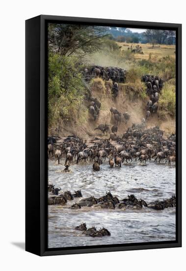 Wildebeests Crossing Mara River, Serengeti National Park, Tanzania-null-Framed Stretched Canvas