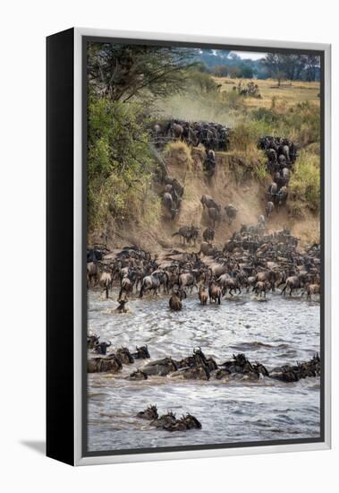 Wildebeests Crossing Mara River, Serengeti National Park, Tanzania-null-Framed Stretched Canvas