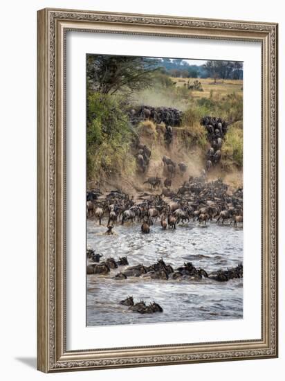 Wildebeests Crossing Mara River, Serengeti National Park, Tanzania-null-Framed Photographic Print