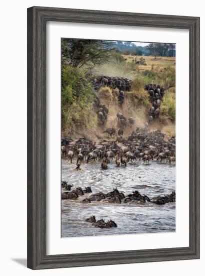 Wildebeests Crossing Mara River, Serengeti National Park, Tanzania-null-Framed Photographic Print