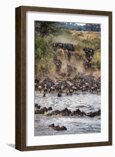 Wildebeests Crossing Mara River, Serengeti National Park, Tanzania-null-Framed Photographic Print