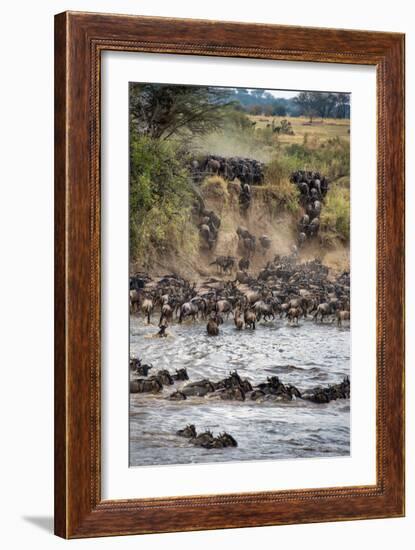 Wildebeests Crossing Mara River, Serengeti National Park, Tanzania--Framed Photographic Print