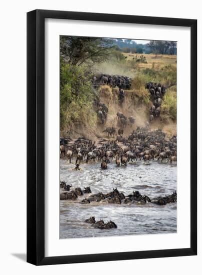 Wildebeests Crossing Mara River, Serengeti National Park, Tanzania-null-Framed Photographic Print