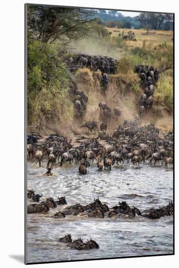Wildebeests Crossing Mara River, Serengeti National Park, Tanzania-null-Mounted Photographic Print
