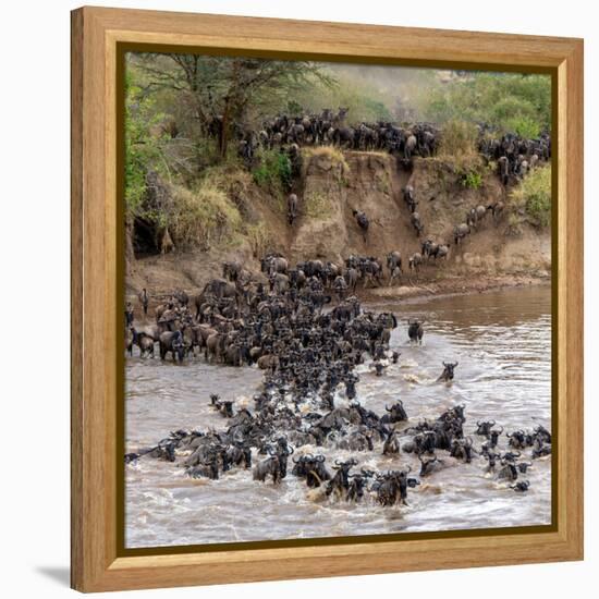 Wildebeests Crossing Mara River, Serengeti National Park, Tanzania-null-Framed Stretched Canvas