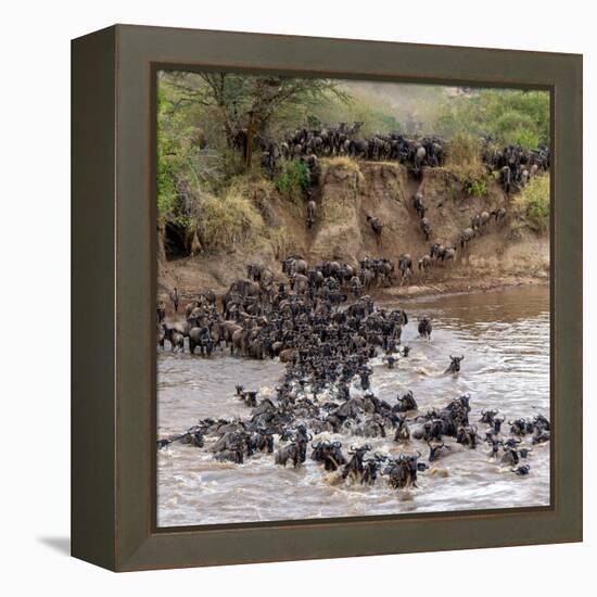 Wildebeests Crossing Mara River, Serengeti National Park, Tanzania-null-Framed Stretched Canvas