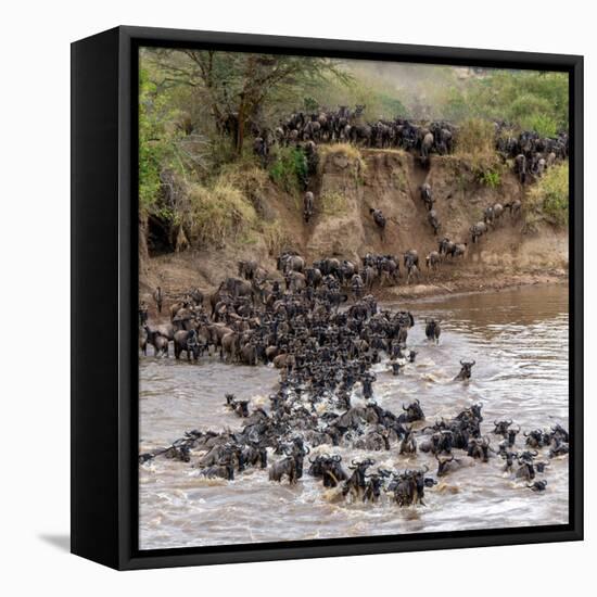 Wildebeests Crossing Mara River, Serengeti National Park, Tanzania-null-Framed Stretched Canvas