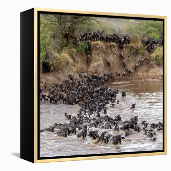 Wildebeests Crossing Mara River, Serengeti National Park, Tanzania-null-Framed Stretched Canvas