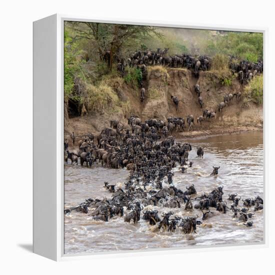 Wildebeests Crossing Mara River, Serengeti National Park, Tanzania-null-Framed Stretched Canvas
