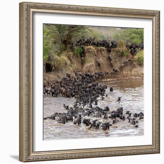 Wildebeests Crossing Mara River, Serengeti National Park, Tanzania-null-Framed Photographic Print