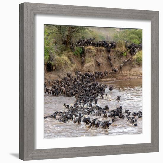 Wildebeests Crossing Mara River, Serengeti National Park, Tanzania-null-Framed Photographic Print