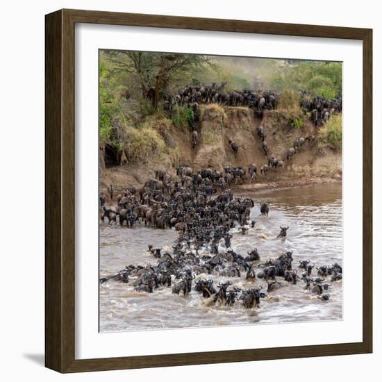 Wildebeests Crossing Mara River, Serengeti National Park, Tanzania-null-Framed Photographic Print