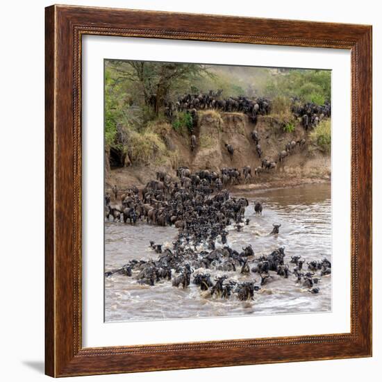 Wildebeests Crossing Mara River, Serengeti National Park, Tanzania-null-Framed Photographic Print