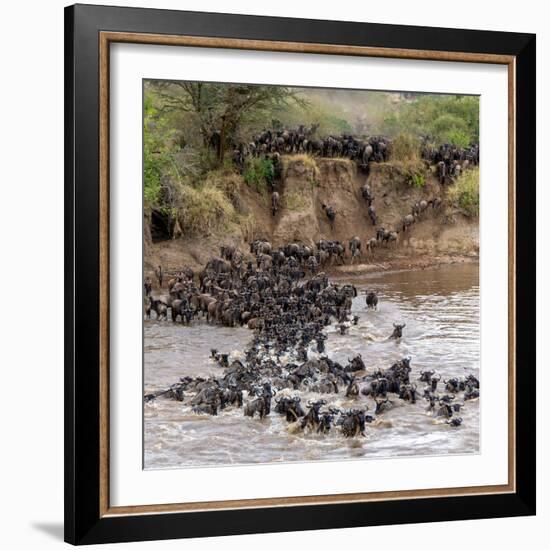 Wildebeests Crossing Mara River, Serengeti National Park, Tanzania-null-Framed Photographic Print