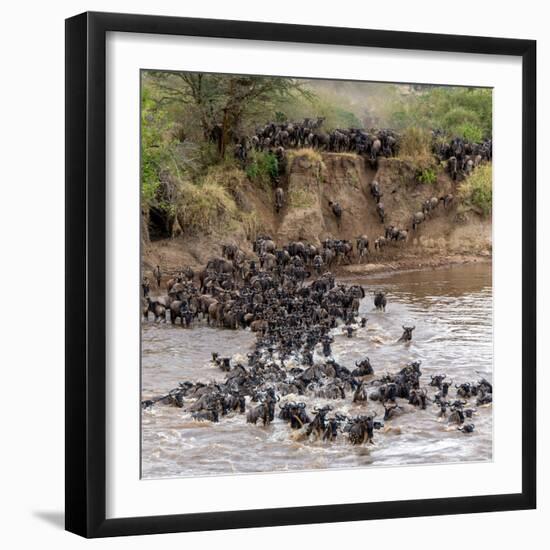 Wildebeests Crossing Mara River, Serengeti National Park, Tanzania-null-Framed Photographic Print