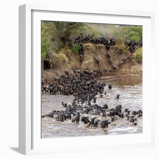 Wildebeests Crossing Mara River, Serengeti National Park, Tanzania-null-Framed Photographic Print