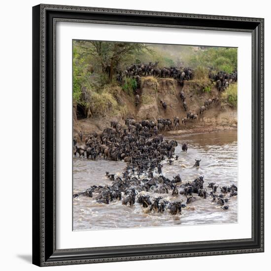 Wildebeests Crossing Mara River, Serengeti National Park, Tanzania-null-Framed Photographic Print