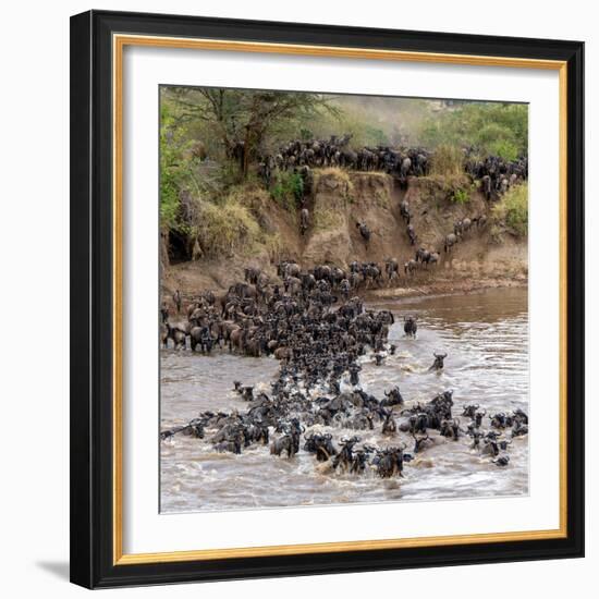 Wildebeests Crossing Mara River, Serengeti National Park, Tanzania-null-Framed Photographic Print