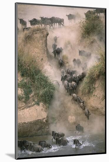 Wildebeests Running into River-Paul Souders-Mounted Photographic Print