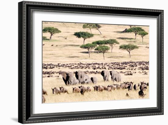 Wildebeests with African Elephants (Loxodonta Africana) in a Field, Masai Mara National Reserve-null-Framed Photographic Print