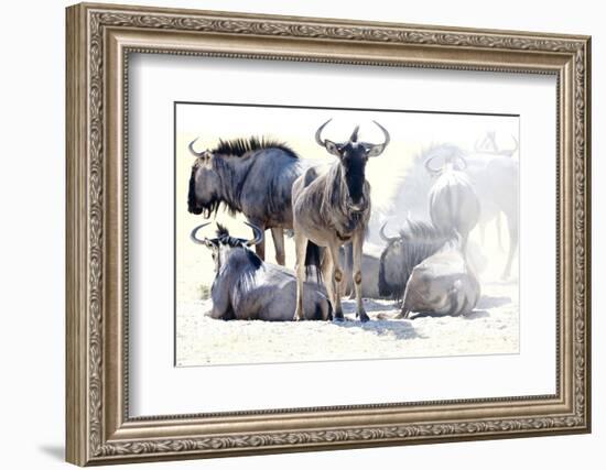 Wilderbeast-Eric Meyer-Framed Photographic Print