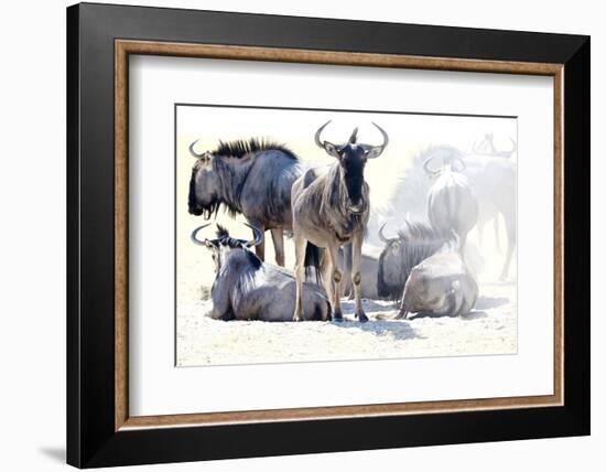 Wilderbeast-Eric Meyer-Framed Photographic Print