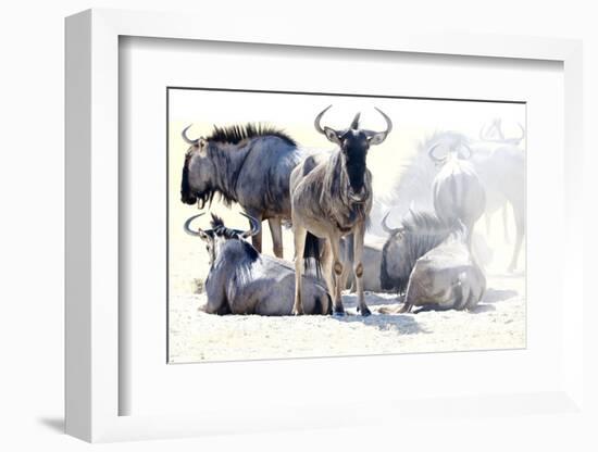 Wilderbeast-Eric Meyer-Framed Photographic Print