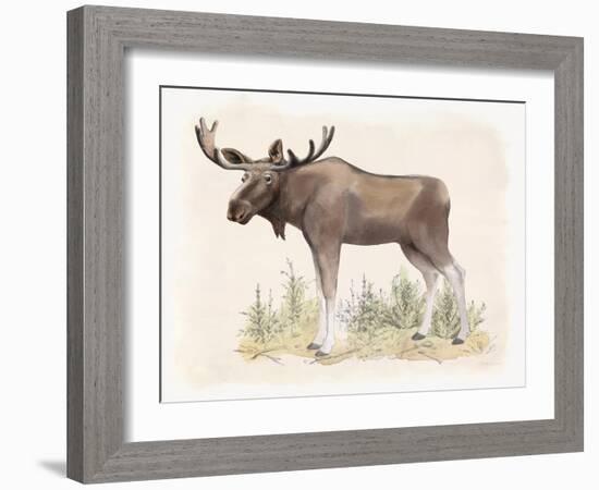 Wilderness Collection Moose-Beth Grove-Framed Art Print