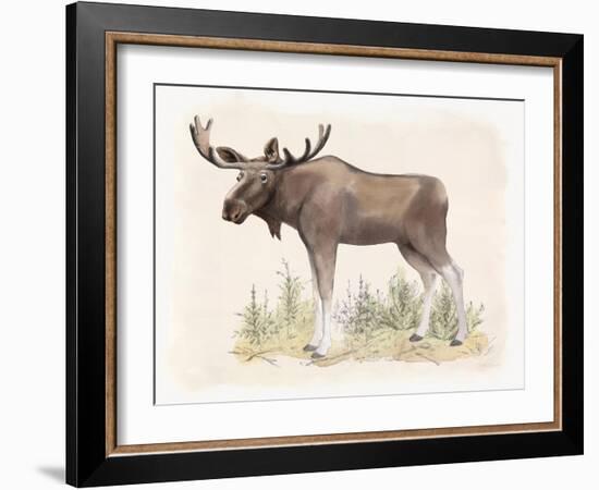 Wilderness Collection Moose-Beth Grove-Framed Art Print