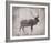 Wilderness III - Timber-Sandra Jacobs-Framed Giclee Print