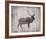 Wilderness III - Timber-Sandra Jacobs-Framed Giclee Print