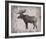 Wilderness IV - Timber-Sandra Jacobs-Framed Giclee Print