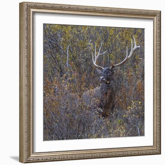 Wilderness Stag-Staffan Widstrand-Framed Giclee Print