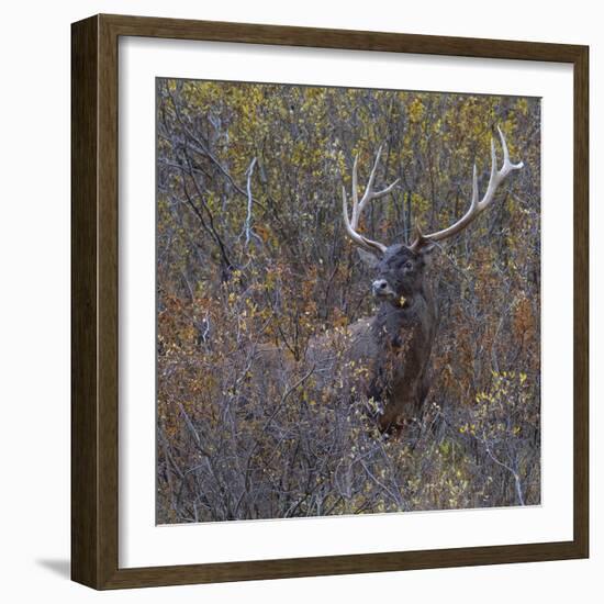 Wilderness Stag-Staffan Widstrand-Framed Giclee Print