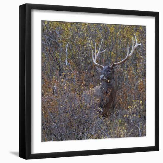 Wilderness Stag-Staffan Widstrand-Framed Giclee Print