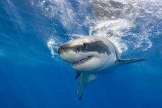 Great White Shark Swimming Just under the Surface at Guadalupe Island Mexico-Wildestanimal-Framed Photographic Print