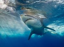 Humpback Whale Calf Playing on the Surface, Tonga-Wildestanimal-Framed Premier Image Canvas