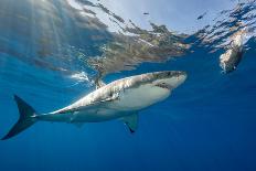 Great White Shark Underwater at Guadalupe Island, Mexico-Wildestanimal-Framed Photographic Print